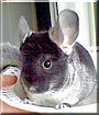 Cherie the Chinchilla