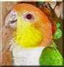 Louie the White Bellied Caique