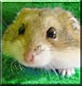 Frank the Campbell's Dwarf hamster