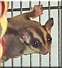 Molly the Sugar Glider