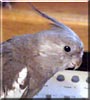 Punky the Cockatiel