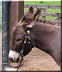 Jesse James the Miniature donkey