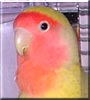 Sebastian the Lutino Lovebird