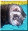 Cocoa the Black Sable Ferret