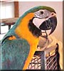 Pica the Blue and Gold Macaw