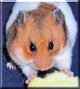 Chloe the Syrian Hamster