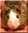 Mabel the Fancy Mouse