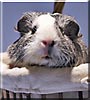 Chinchi the Guinea Pig
