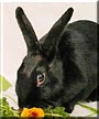 Dingleberry the Polish Rabbit