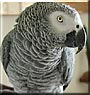 Chula the African Grey Congo