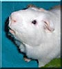 Piggy the Guinea Pig