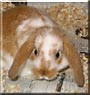 Clover the Rabbit