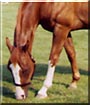 Austin the Paint Horse
