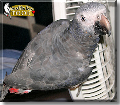 Took, the Pet of the Day