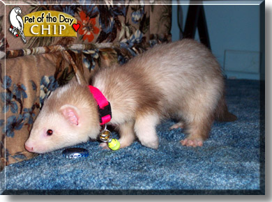 Chip, the Pet of the Day