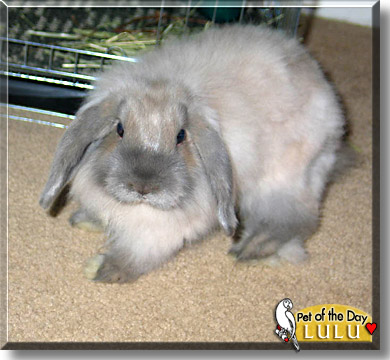 Lulu, the Pet of the Day