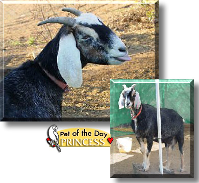 Princess, the Pet of the Day