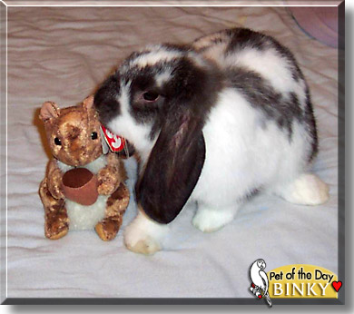 Binky, the Pet of the Day
