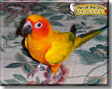 Squiggey, the Pet of the Day