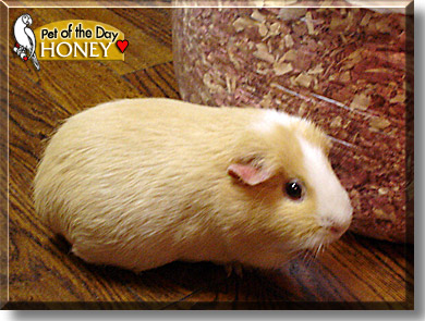 Honey, the Pet of the Day