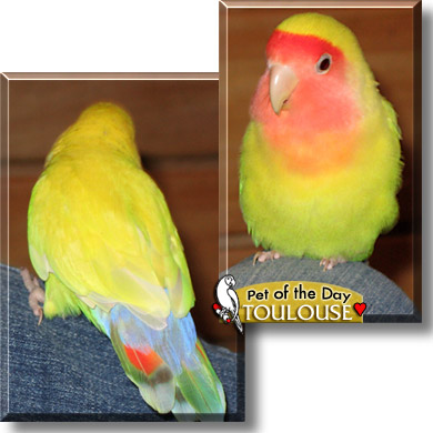 Toulouse, the Pet of the Day