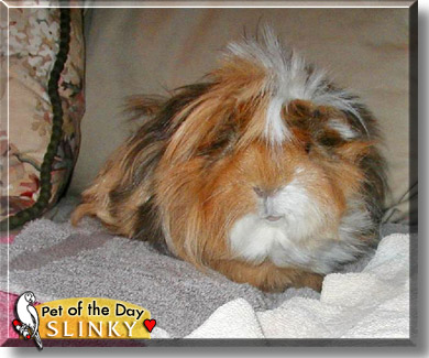 Slinky, the Pet of the Day