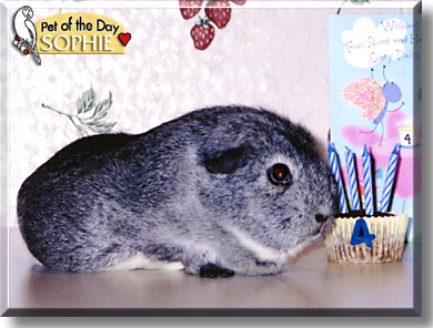 Sophie, the Pet of the Day