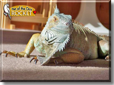 Rocket, the Pet of the Day