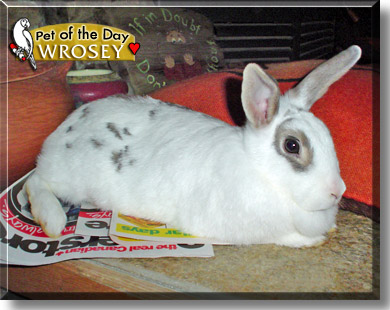 Wrosey, the Pet of the Day