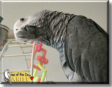 Ariel, the Pet of the Day