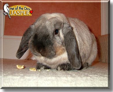 Jasper, the Pet of the Day