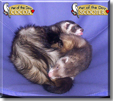 Cocoa, Scooter, the Pet of the Day