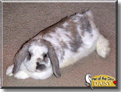 Daisy, the Pet of the Day