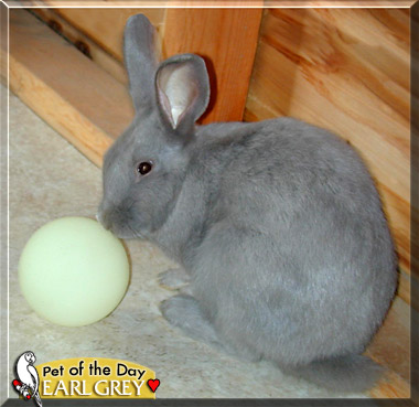 Earl Grey, the Pet of the Day