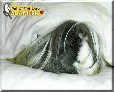 Scamper, the Pet of the Day