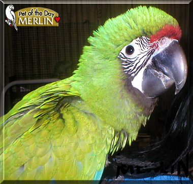 Merlin, the Pet of the Day