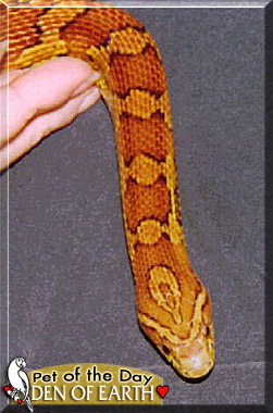 Den of Earth, the Pet of the Day