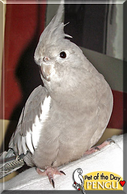 Pengu, the Pet of the Day