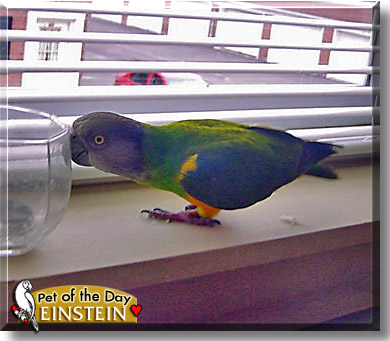 Einstein, the Pet of the Day