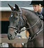 Buttons the Thoroughbred horse
