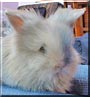Buzby the Lion head Rabbit