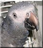 Took the African Grey Parrot