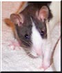 Dorian the Fancy Rat