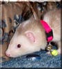 Chip the Ferret