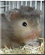 Astro the Teddy Bear Hamster