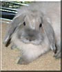 Lulu the Angora Mini Lop