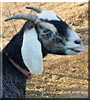Princess the Nubian Goat