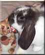 Binky the Mini Lop Rabbit