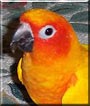 Squiggey the Sun Conure