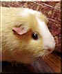 Honey the Guinea Pig